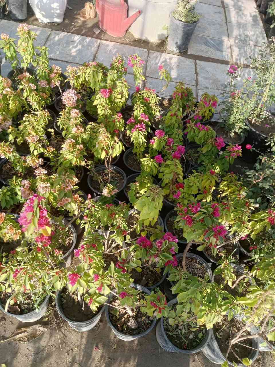 اللهم صلي على محمد وال محمد تم وصول وجبه جديده من الضليات بأنواعهه والحمضيات والورد الجوري بأنواعه واحجامه والورد الايراني بمختلف الالوان وبأسعار تنافسيه يعني بسعر الجمله وعنده جمله لاصحاب المشاتل وعنده توصيل هم كل مناطق المسيب يعني تريد تزورنه مليون هلا مالك خلك مابيك حيل اتصل وكلشي يوصلك لباب بيتك عنوانه مسيب حي المعلمين قرب سكت القطار مشتل الشمري


**إذا كنت صاحب هذا الإعلان وتريد حذفه لأي سبب، رجاءا أرسل رسالة إلى الدعم الفني**