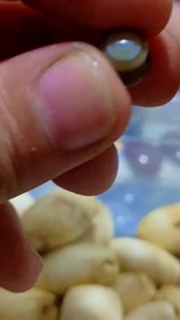 يماني • أصلي • فصل