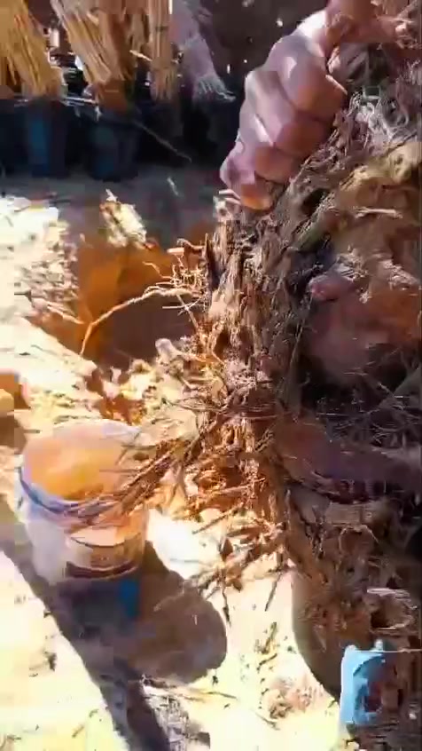 🌴 النجاح في زراعة النخيل يبدأ باختيار الفسيلة المناسبة.

في عالم النخيل، النجاح ليس مجرد حظ، بل هو نتيجة اختيار فسائل قوية، والاهتمام بها، والصبر حتى تؤتي ثمارها.

نوفر لكم فسائل نخيل سيوي أصلي بجودة عالية، مناسبة للزراعة والإنتاج، مع الحرص على اختيار أفضل الفسائل لضمان بداية قوية لمشروعك الزراعي.

إذا كنت تبحث عن استثمار ناجح يدوم لسنوات، فابدأ اليوم بخطوة صحيحة، فالنخيل شجرة الخير والعطاء، والنجاح يبدأ من الجذور.

📍 متوفر:
✅ فسائل خلع جديد
✅ فسائل مصبع
✅ بنات جورة
🌴 جودة مضمونة وأسعار تنافسية.

للاستفسار والحجز، تواصل معنا عبر الرسائل أو الهاتف.
0106***********2409472


**إذا كنت صاحب هذا الإعلان وتريد حذفه لأي سبب، رجاءا أرسل رسالة إلى الدعم الفني**