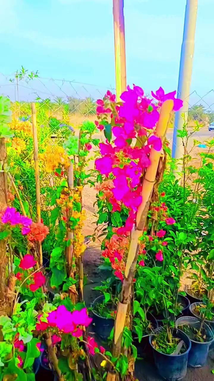 السلام عليكم
مشتل سيد حسين 
قرب جسر الصويره 
يوجد جهنمي متسلق مطعم لونين 
***********
