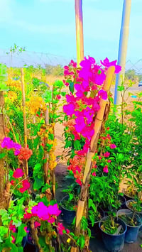 مشتل • جهنمي متسلق • قرب جسر الصويره