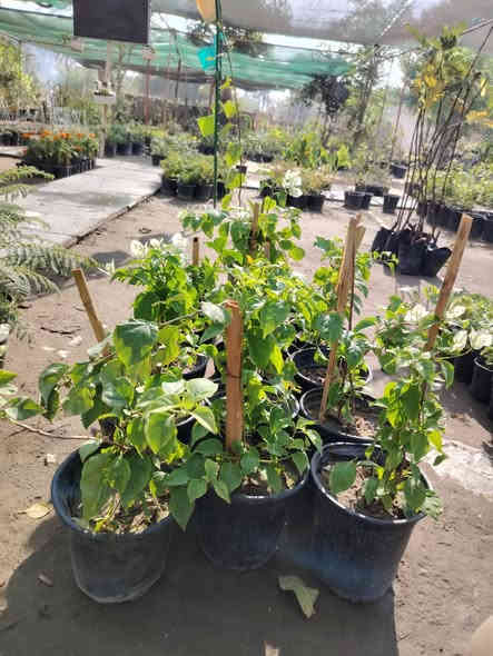 #عرض_لفترة_محدودة 💥✊
جهنمي متسلق لون ابيض 🕊️😍
نبات غني عن التعريف

سعر كل 2 ب٥٠٠٠ دينار فقط 💥

للطلب و إلاستفسار الاتصال على الرقم التالي *********** ☎️
يوجد خدمة توصيل داخل الكوت فقط 🚕
متواجدين 👇
من الساعة 8:00 ص🕗
و حتى الساعة 10:00م🕙
