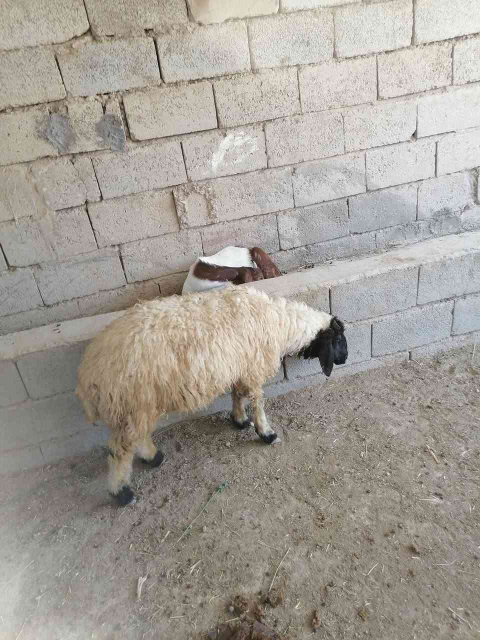 يالله سلام عليكم اخوان طليان العدد ٤ كلهن افحل ثنين نذاريات وثنين خشنات الي يريىدهن هسا يتواصل وياي وبل خدمه المكان واسط الشحيميه قريه 10
*********** 
يالله سلام عليكم اخوان طليان العدد ٤ كلهن افحل ثنين نذاريات وثنين خشنات الي يريىدهن هسا يتواصل وياي وبل خدمه المكان واسط الشحيميه قريه 10
