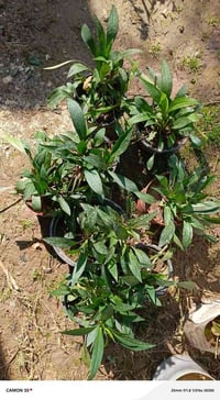 عش غراب • اذن الفيل • موصل ٣