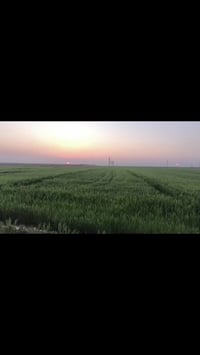 واسط الاحرار • ١٣ دونم • مياه صيف شتاء