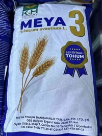 مايا ٣ • سنة ٢٠٢٥ • النجف الاشرف