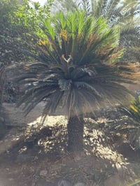 سايكس عراقي عملاق ارتفاعه مترين ونصف سايكس عمره ٥٠ سنة عراقي وارتفاعة ...