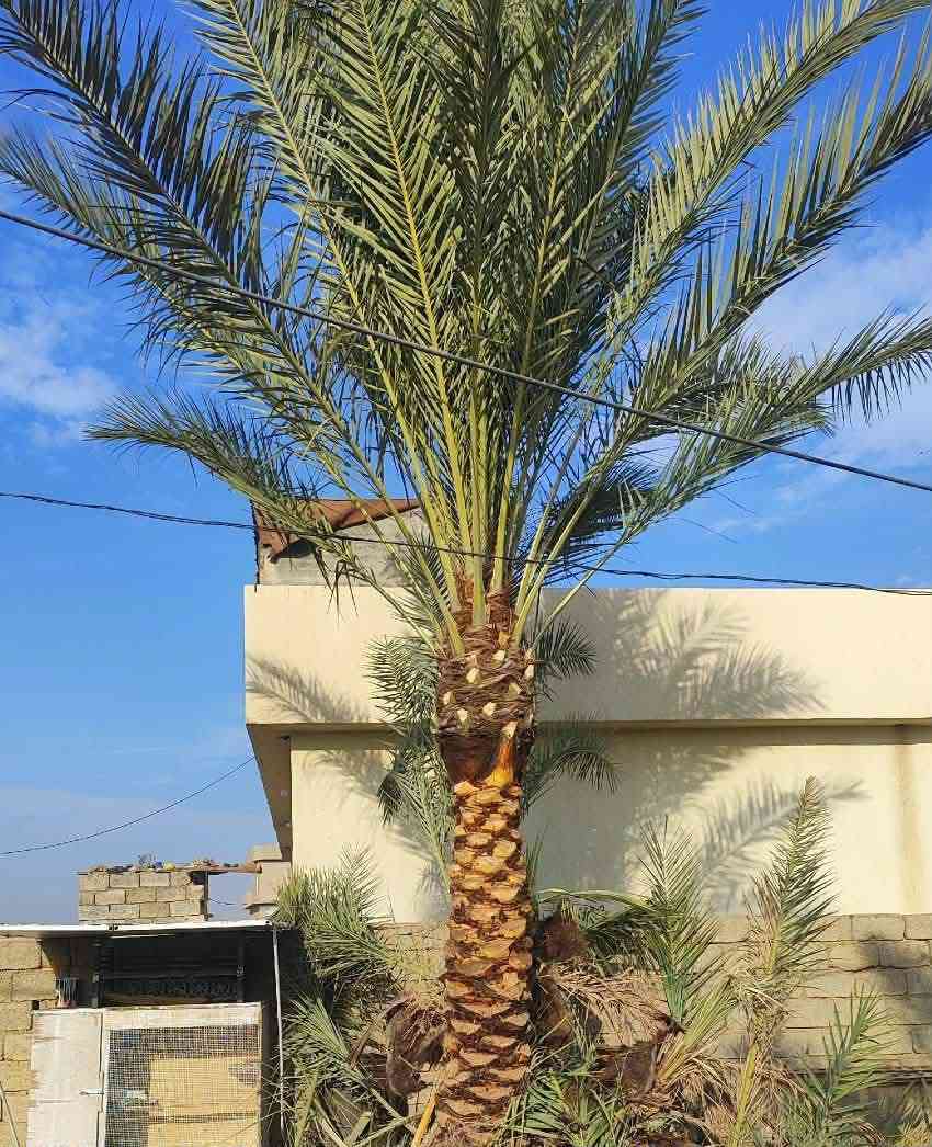 تكريب نخل وكصاص نخل درجه اوله استفسار  ‏‪***********‬‏
