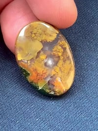 طحلبي طبيعي • وجبة كبيرة • سعر مناسب