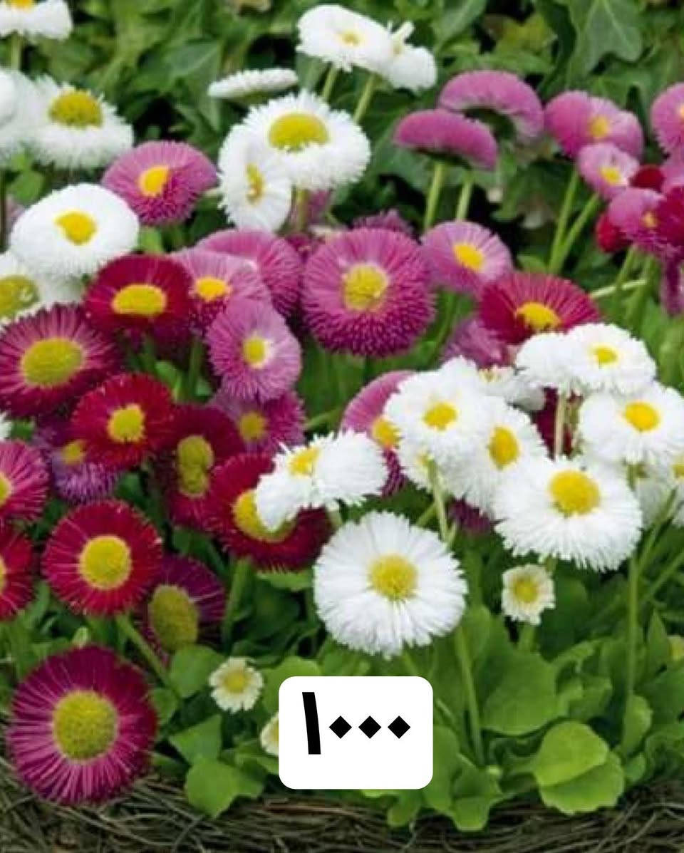 نباتات العيد 
وجبة مميزة من النباتات الخارجية
جمبد روز وبيبي روز 
نبات السرو
مكحلة بانواعها
مكحلة بنفسجي 
لسان العصفور 
تراجي العروس
بازلاء عطرية
نعناع
عطر الشاي 
اكليل الجبل
ورد موسمية متنوعة
وباسعار مناسبة جدا

🚚 توصيل فقط
#Jouriyyah_plants #نباتات #موصل #ديكور #زراعية #هدايا #استشارات #زراعية


**إذا كنت صاحب هذا الإعلان وتريد حذفه لأي سبب، رجاءا أرسل رسالة إلى الدعم الفني**