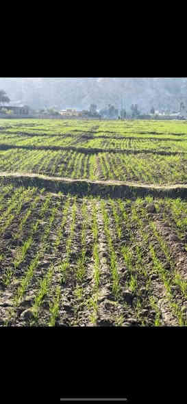 من الصباح الباكر بدأنا بتجهيز مبيد سيلفر قبل الإنبات للمزارعين الكرام
ثقتكم مصدر قوتنا… والتجهيز مستمر على مدار اليوم 🌾✨

📍 مكتب المنزلة الزراعي – مفرق المنزلة
📞 ***********
📱 واتساب: ***********
