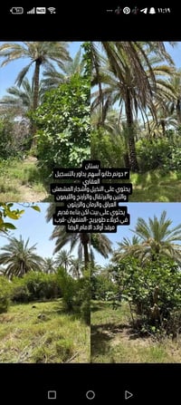 كربلاء طويريج • المنفهان • قرب مرقد أولاد