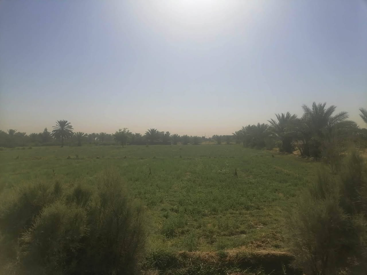 دونم للبيع فرع المصلخ تبعد عن الشارع 300متر عن السوك 5دقايق بيه كافه الخدمات عقد زراعي 117اتصل وادلل ***********
