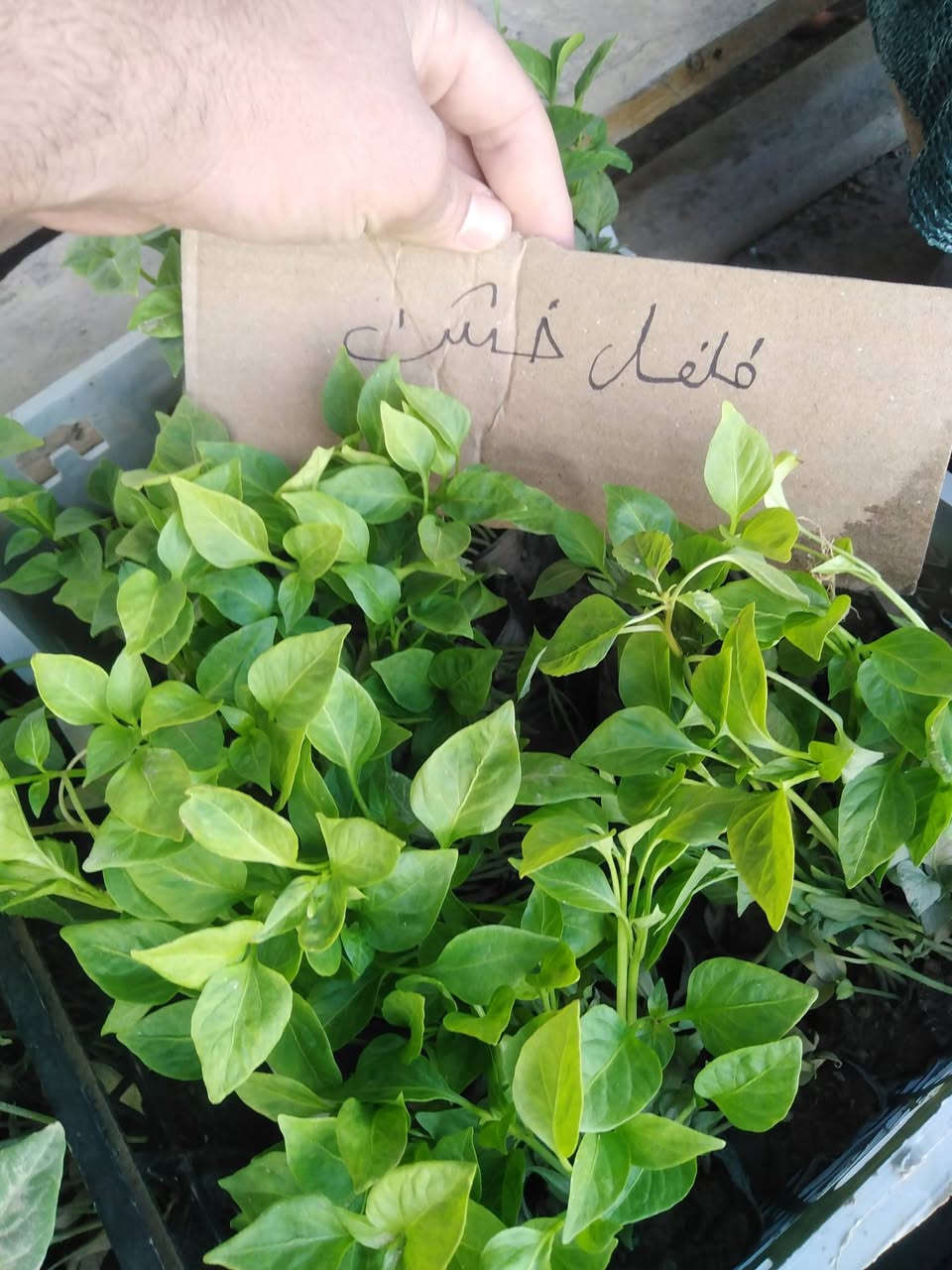 #وصول_شتل_درجة_اولى_جميع_الانواع
#جملة_مفرد_بأنسب_الأسعار
(باذنجان _ فلفل حار _ فلفل بارد _ فلفل خشن _ طماطة) 
للاستفسار الاتصال على الرقم ***********
#العنوان_الموصل_القيارة_سوق_الجدعة_الشارع_العام
