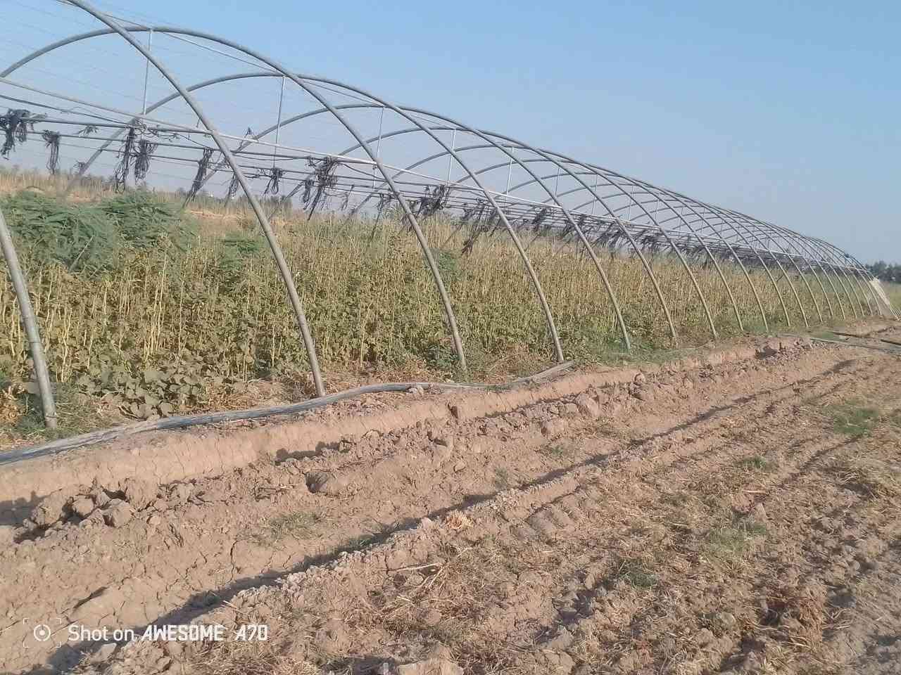 بيت زجاجي البيع (امريكي) الطول (56 متر) 
الاستفسار (***********)
