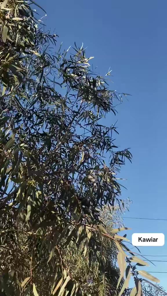 للبيع قفاز كاويار 2025 محرك 200 مامفتوح كلشي بي شرط نظافة فولل باب اول النوعيه (سوبر سفاري) المرغوب السعر
1325 وبي مجال 
التواصل خاص


**إذا كنت صاحب هذا الإعلان وتريد حذفه لأي سبب، رجاءا أرسل رسالة إلى الدعم الفني**