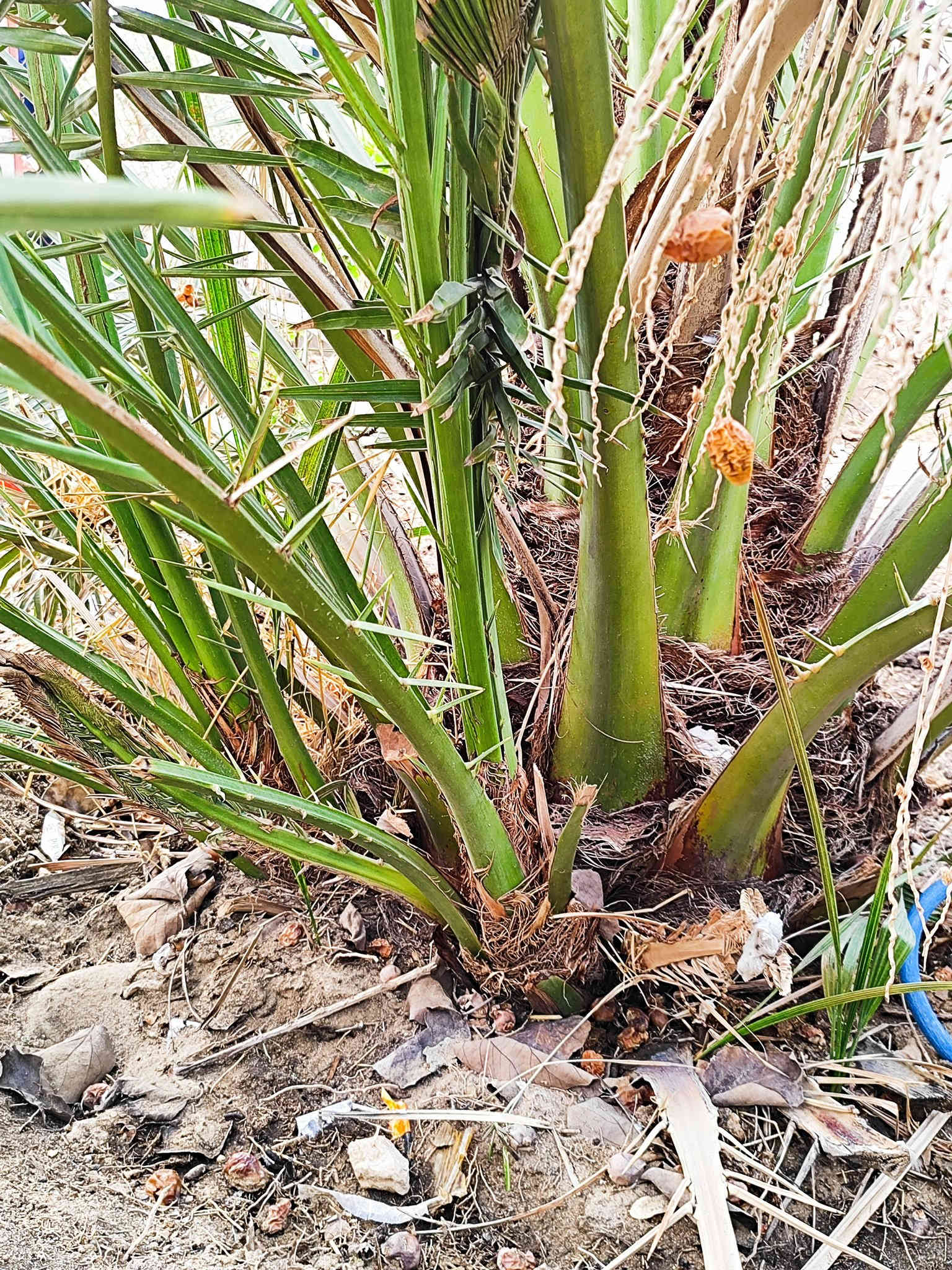 السلام عليكم ورحمة الله وبركاته
يتوفر فسائل نخيل #برحي نسيجي عدد الفسائل 7 العنوان  البصرة القبلة حي الشهداء لتواصل ***********
(الاسعار مناسبة) 
#وافق ادمن مع الشكر والتقدير
