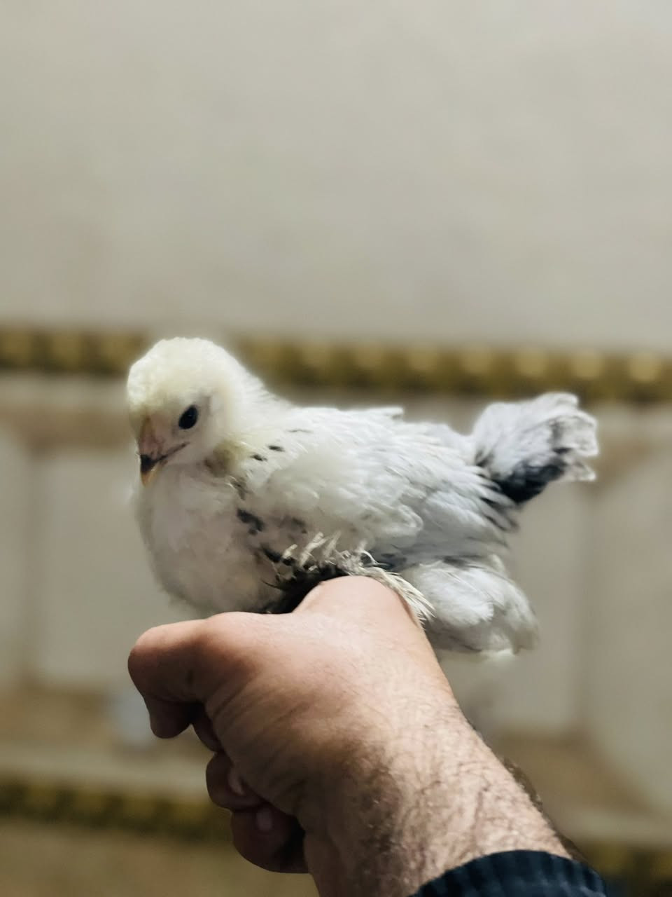 متاح افراخ براهمه دكتوره الخط الاول العمر شهر العدد 10 سعر الزوج 40


**إذا كنت صاحب هذا الإعلان وتريد حذفه لأي سبب، رجاءا أرسل رسالة إلى الدعم الفني**