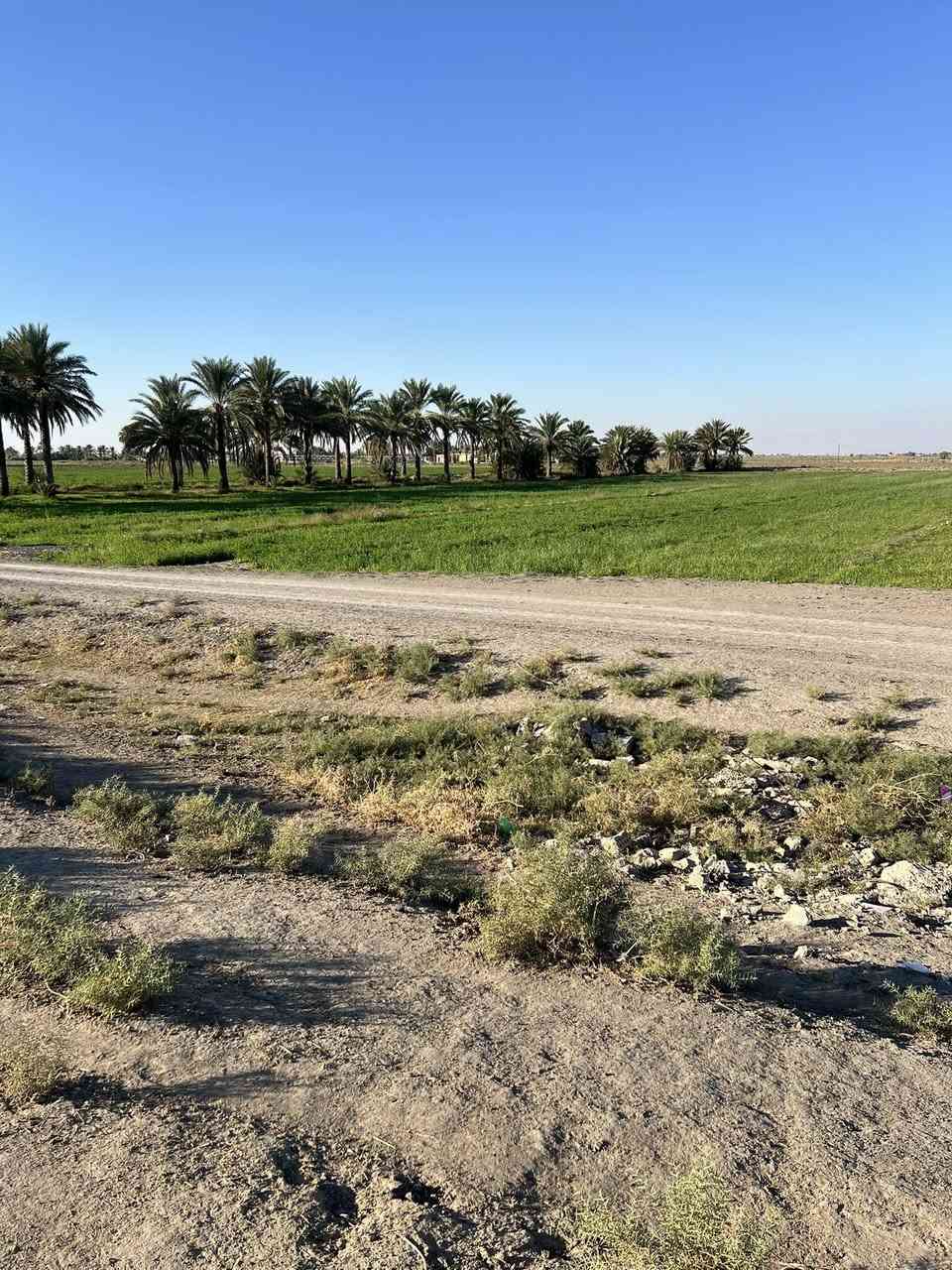 ليش لازم تشتري عقار بمنطقة الشيخ عامر يم  مرقد بنات الحسن وذراع دجله  💵
@
🥇اول ميزه بيها عليه اكثر من مدخل🛣 
(من جسر سبع البور ومن جسر الرعود ومن سريع التاجي سامراء )🏗🏡

🥈ثاني ميزه والي هي مهمه  كلش (لضمان حق المشتري ما تدفع فلوسك لحد ما تفتح  بيان بالتسجيل العقاري  سند 25/ملك صرف)

على الشارع التبليط🚦
متوفر ماء وكهرباء وخدمات كامله🛣

تريد تسويها مزرعة فلة او استثمار 💰(واجهة الدونم الواحد 50 متر مربع )

الأسعار تبدأ من ١٠ مليون وتوصل  75 سعر الدونم الواحد حسب الموقع  
للاستفسار اكثر اتصل *********** واتساب
تصال ***********
