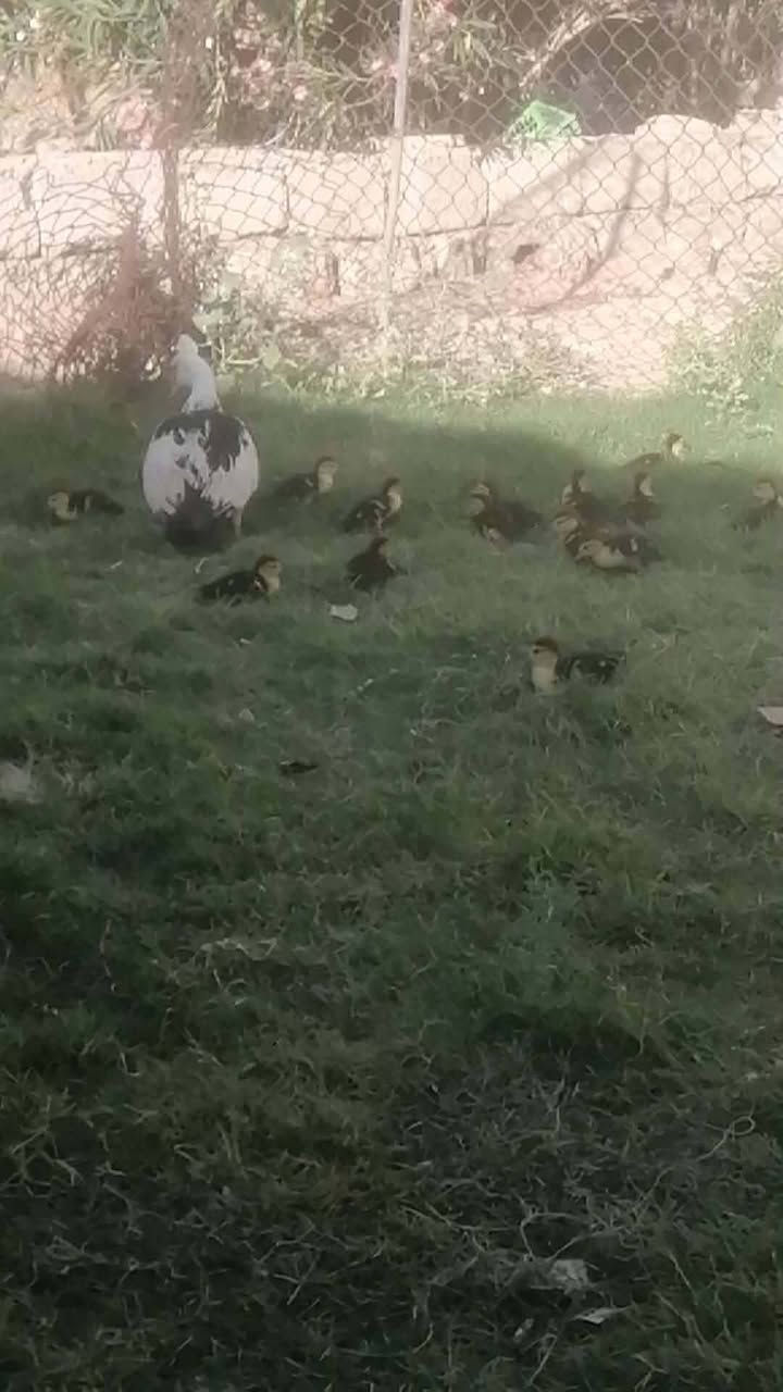 السلام عليكم
بصراويه ورها ٣ صواصي عمرهن شهر
سعر ٧٠
وبطه مصريه ورها ١٦صوصي عمرهن سبوع
سعره ٨٠
مكاني جنوب موصل
ناحية حمام العليل


**إذا كنت صاحب هذا الإعلان وتريد حذفه لأي سبب، رجاءا أرسل رسالة إلى الدعم الفني**