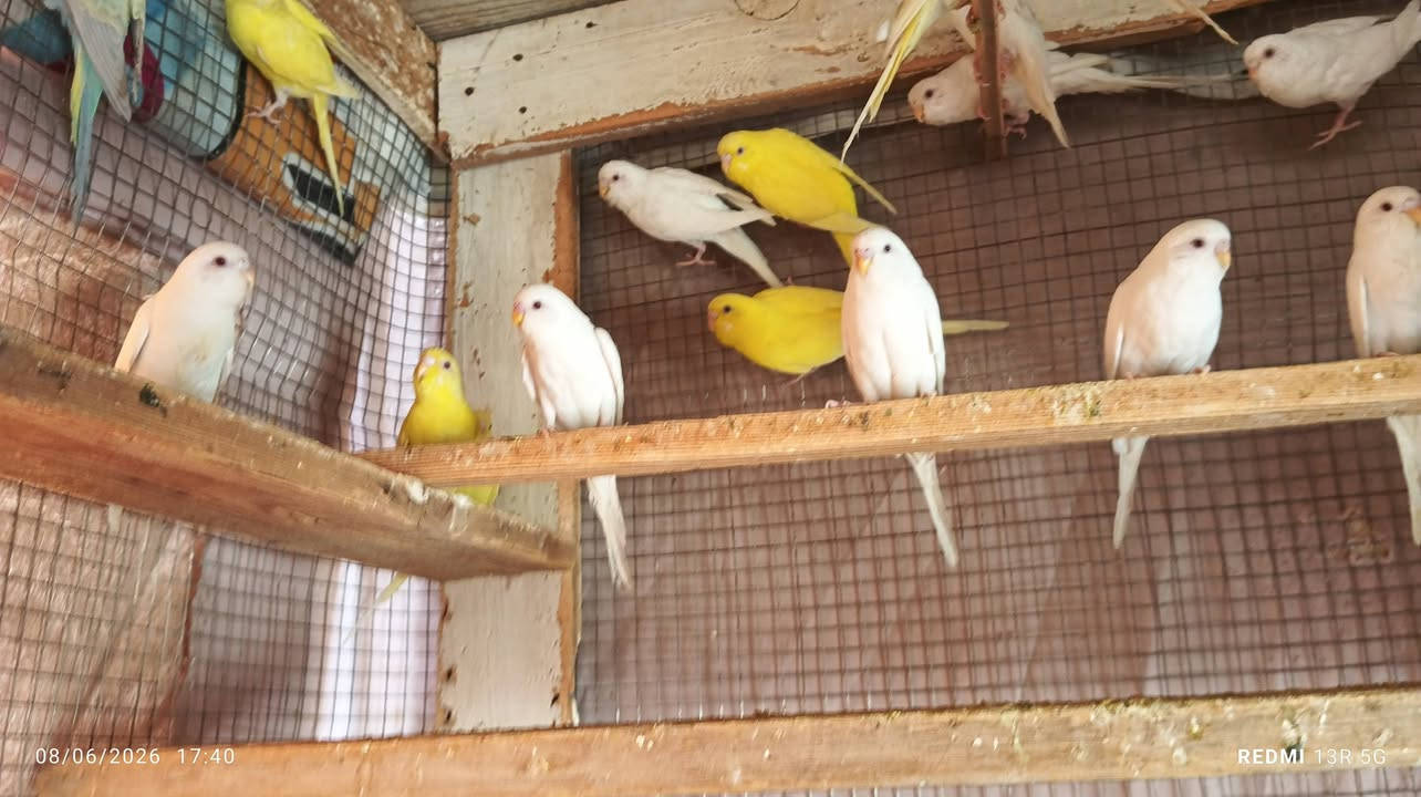 مراوس بغنادير فشر
14 زوج حرات عيون حمر مع تك رينبو

مركز الحله..


**إذا كنت صاحب هذا الإعلان وتريد حذفه لأي سبب، رجاءا أرسل رسالة إلى الدعم الفني**