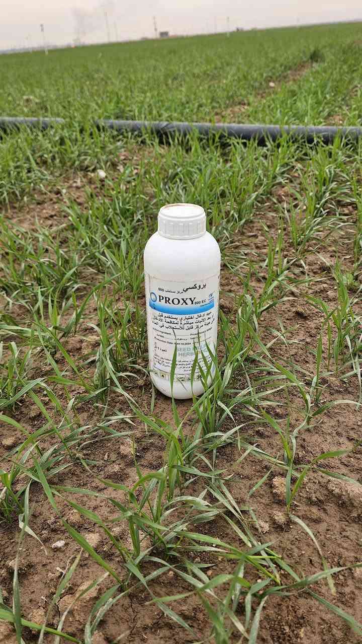 السلام عليكم اخوان الفلاحين والمزارعين يتوفر في مكتب الرافدين للزراعة الحديثة 
مفسد البذور قبل وبعد الانبات #بروكسي و #رولكس  
📞 للحجز والاستفسار أو الاستشارة
 المجانية: (*********** & ***********)
العنوان كركوك طوبزاوه قرب فلكه تكريت على الشارع العام  قرب مول الأخوين ..
