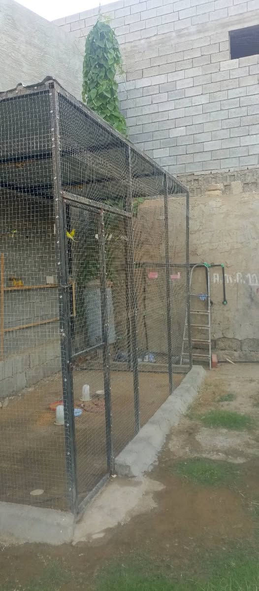 سلام عليكم قفص عصافير البيع الطول 4 ونص ارتفاع 3 عرض 2 ونص القفص كلش جبير معنه كلمه و كلشي يرهك انوعا الطيور و الحيوانات مكاني الرمادي غرب كلية معارف الشراي يراسلني واتساب فقط  *********** بس واتساب يراسلني الخط ما يشتغل بس واتساب شغال

