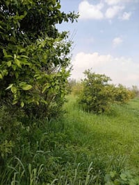 منصورية الشط • دونم ربع • حمضيات ونخل