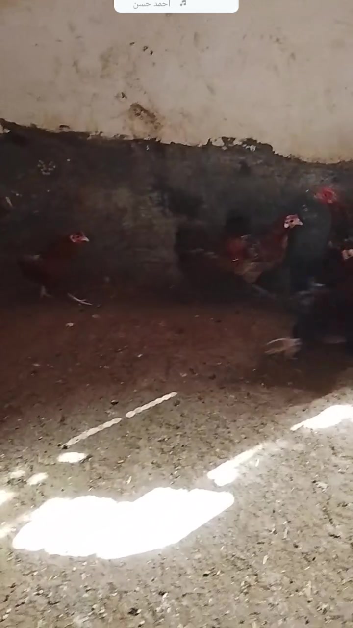 سلام عليكم ورحمه الله وبركاته
متاح 4+2 
شرط بيض وشرط نصاح فول ملقحات 
بيهم ديج ابو ركيبه ابيض صافي 
شراي يتصل 
سعر شلع ب95 بي مجال لطيبين رقم هاتف
***********
*********** رقم
