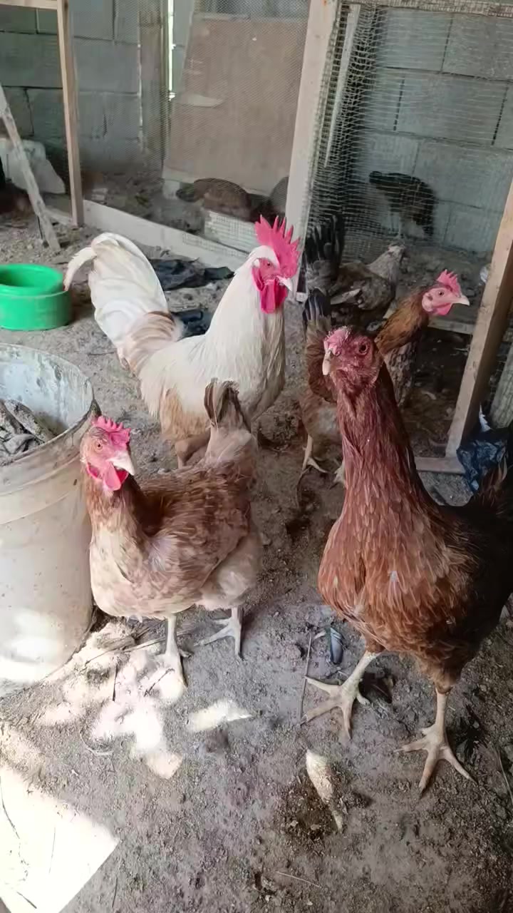 السلام عليكم متاح بيض من هاذ الحلال مده التخزين من يوم الى ١٠ ايام سعر البيضه اللفين ٢٠٠٠ مكاني ابو الخصيب طريق الوسطي


**إذا كنت صاحب هذا الإعلان وتريد حذفه لأي سبب، رجاءا أرسل رسالة إلى الدعم الفني**