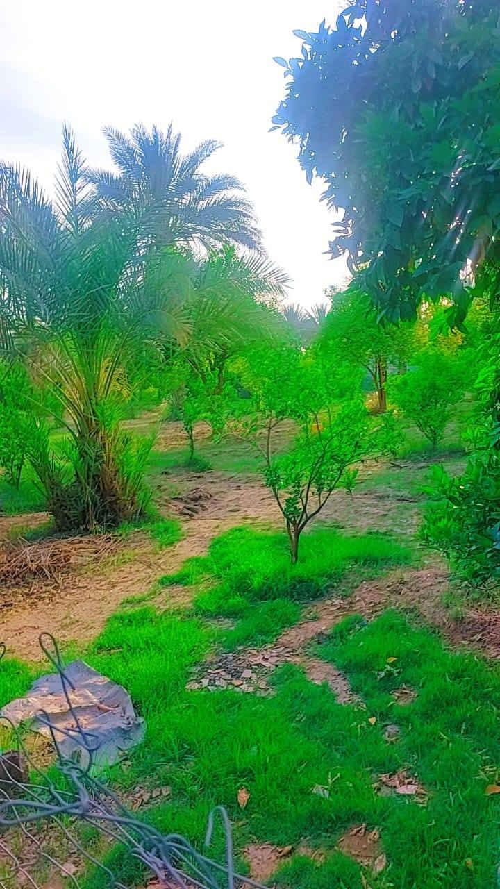 سلام عليكم يوجد نصف دونم للبيع طابو زراعي سند25 العنوان بغداد الراشديه قرب البحيرة الاتصال على الرقم *********** الواجه 25 ونزال 50
