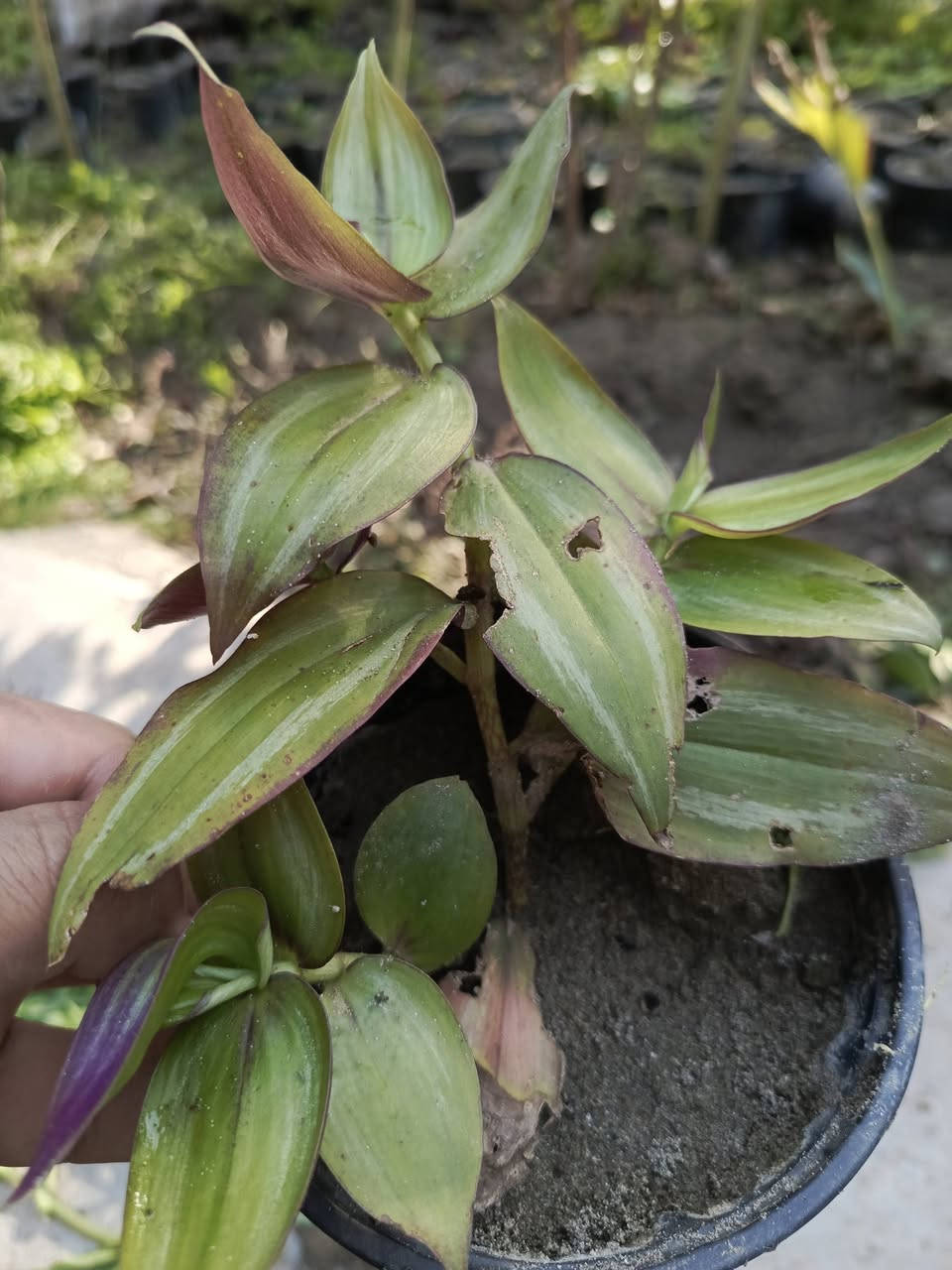 عرض خاص وتخفيض (اسبوع)
شتلات عدد 8 ب11 الف
للحجز والطلب يرجى المراسلة 
توصيل بغداد _المسيب___كربلاء___حلة


**إذا كنت صاحب هذا الإعلان وتريد حذفه لأي سبب، رجاءا أرسل رسالة إلى الدعم الفني**