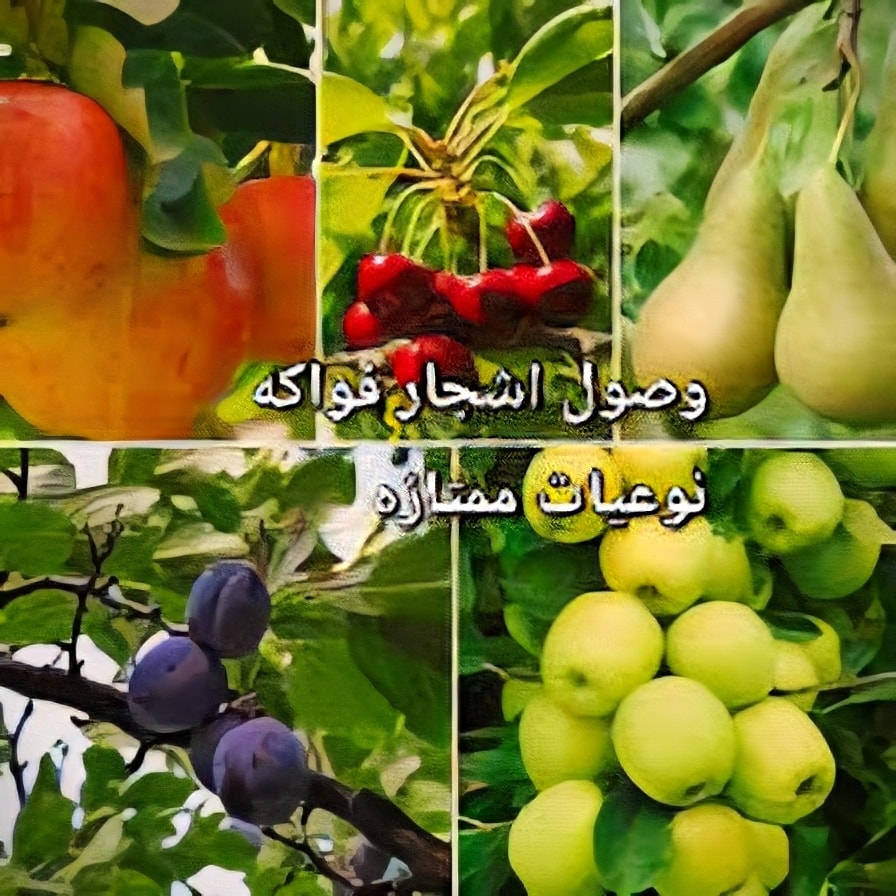 🔥 هسه موسم الأشجار المثمرة لا يضيع عليك!
تريد بيتك يصير جنة؟ 🌳🍊🍋
الوقت المثالي للزراعة وصل… والي يزرع اليوم يحصد بكرة!
أشجار مثمرة قوية، جذور مضمونة، إنتاج وفير بإذن الله 💚
من مشتل باشا – كركوك
نوفر أفضل الأنواع وبأسعار تناسب الكل 🌱
📞 للحجز والاستفسار
: (***********

***********
