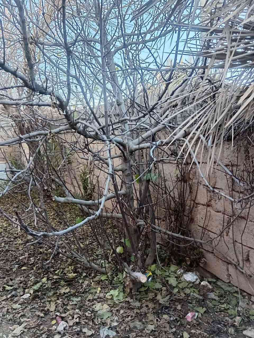 السلام عليكم عندي سجر اليريدو يجي ياخذو مكاني الزويه ***********
