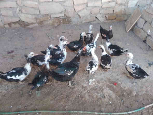 للبيع بط مصري عدد،،14 نصحات فول صحه نشاط مكان موصل جانب ايمن شراي يتصل ع رقم او يجي خاص 
***********
***********
@إشارة 
#الجميع
