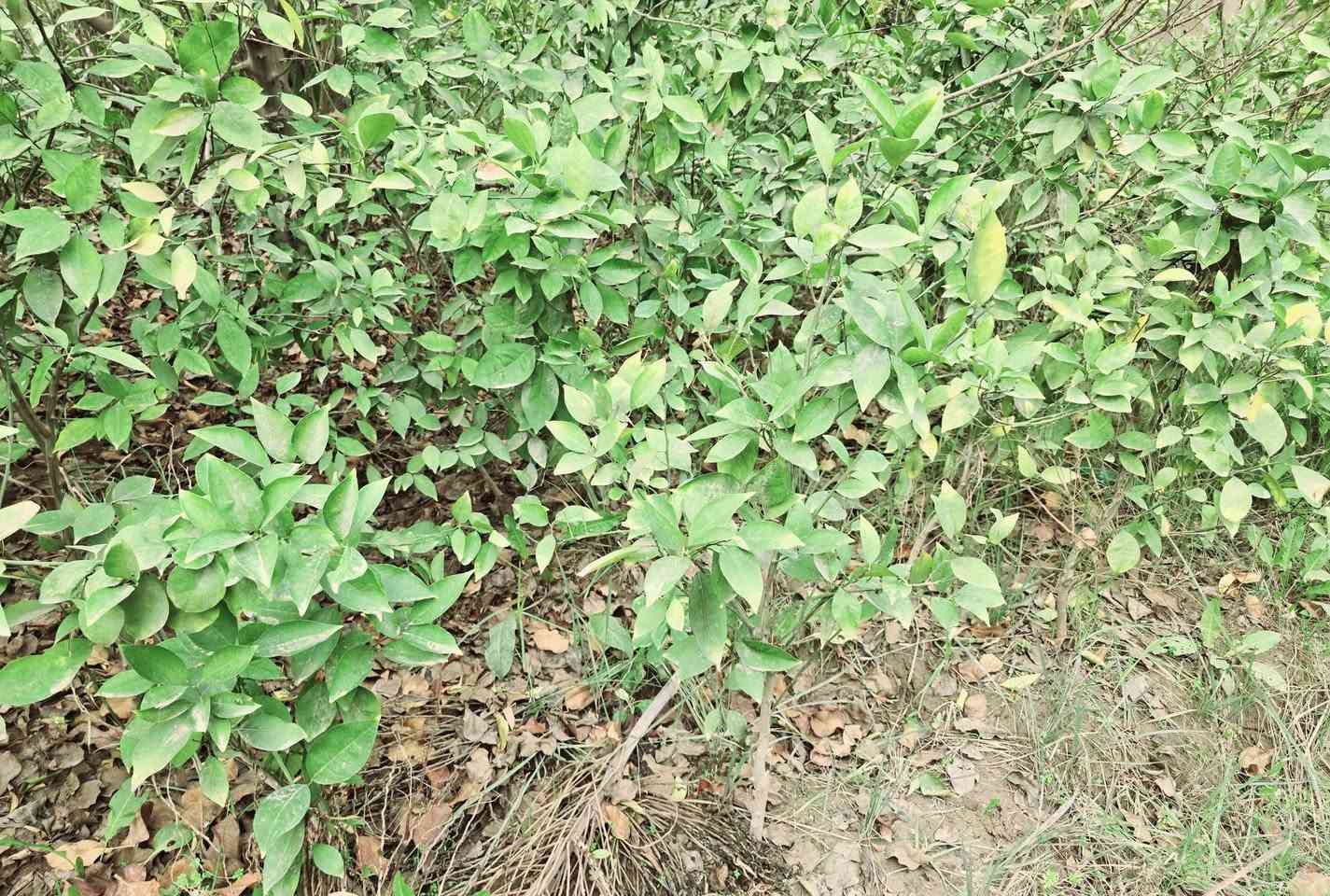 ويتوفر حمضيات برتقال ونومي حامض ونارنج شرط اصل حسينية العنوان كربلاء الحسينية قرب جسر 🌉 الإبراهيمية 

سعر التكي مشلوع وكامل تريد بليفه تريد سندانه السعر 3 الاف احجام خشنه والعدد مفتوح اي استفسار اتصلوا بالأرقام 

(  ***********  )(  ***********  )
