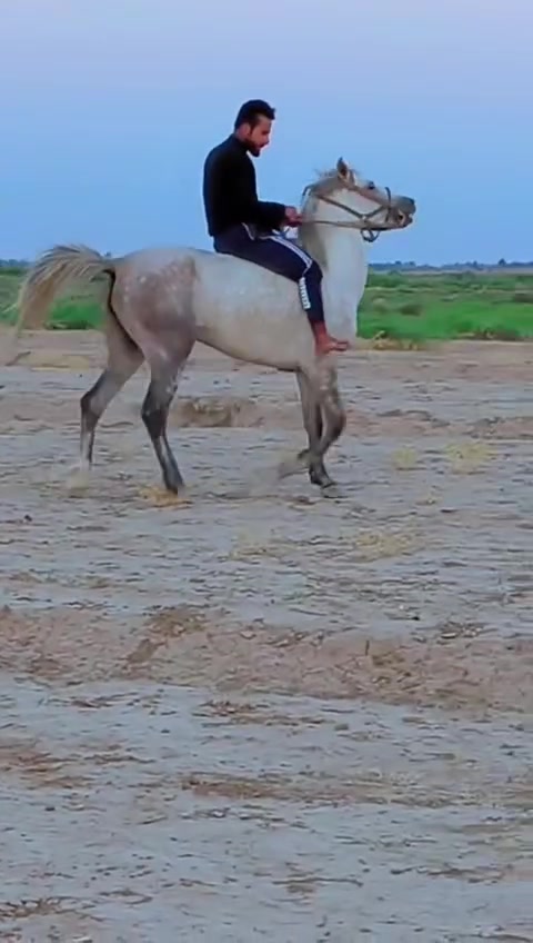 يالله الهم صلي على محمد وال محمد وين عشاكت زين فرس كامله المواصفات فرس عربيه رسن عبيه راس وشليل فرس شرط الخياله والطراد خياله تنومس مكفوله من راسه شليله رتفاع ١٥٢ عمر ٤سنوات عشار ٦تشر فرس واحد عله واحد اسم الفرس العنود مايتعنه زين إله زين  ترهم مراوس  الا ستفسار *********** الأثير بي واتساب *********** المكان الحمزه الغربي اكو توصيل
