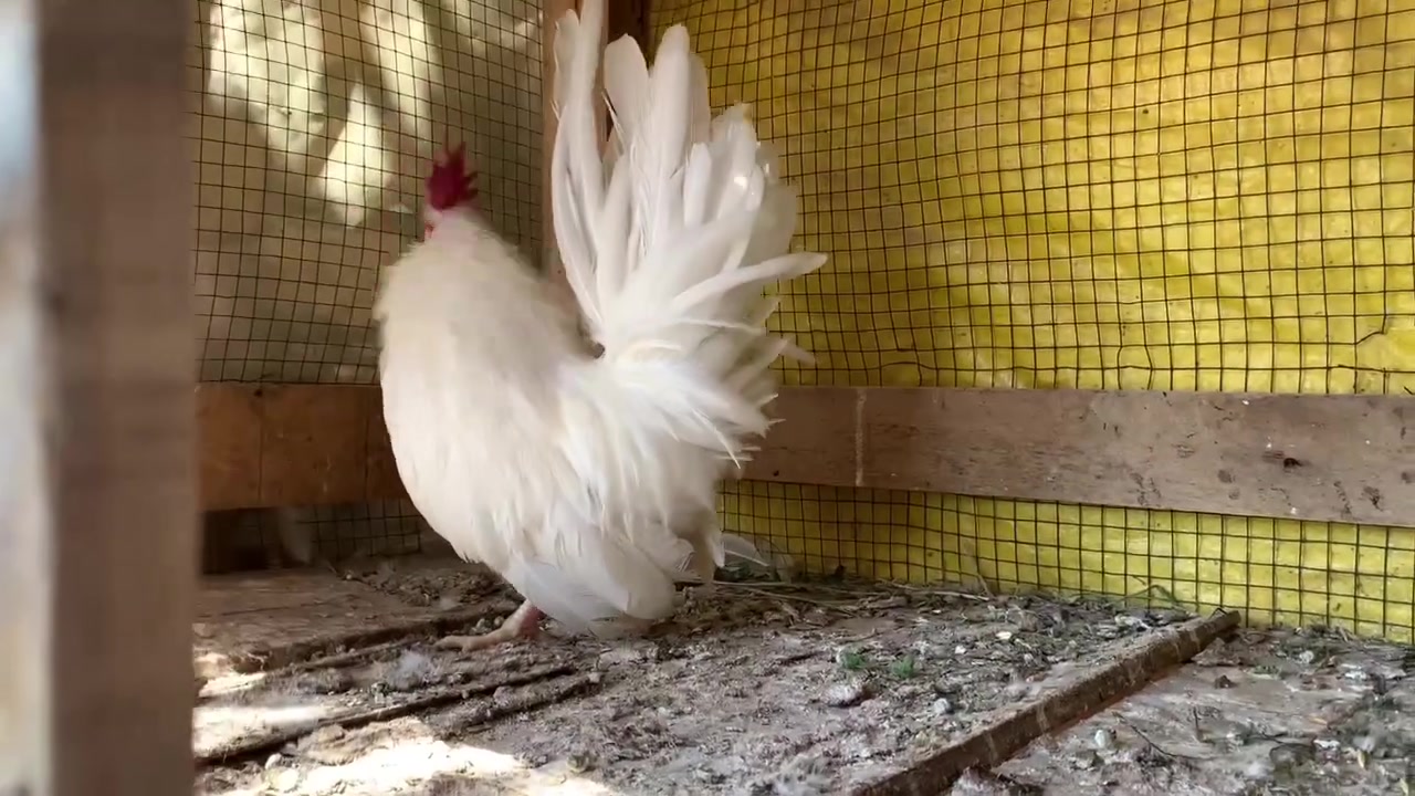 متاحح ديك زاحف مستوى حلو سع ر 55 وبي مجال بسيط مكاني الشيخ حمد ✨🤓


**إذا كنت صاحب هذا الإعلان وتريد حذفه لأي سبب، رجاءا أرسل رسالة إلى الدعم الفني**