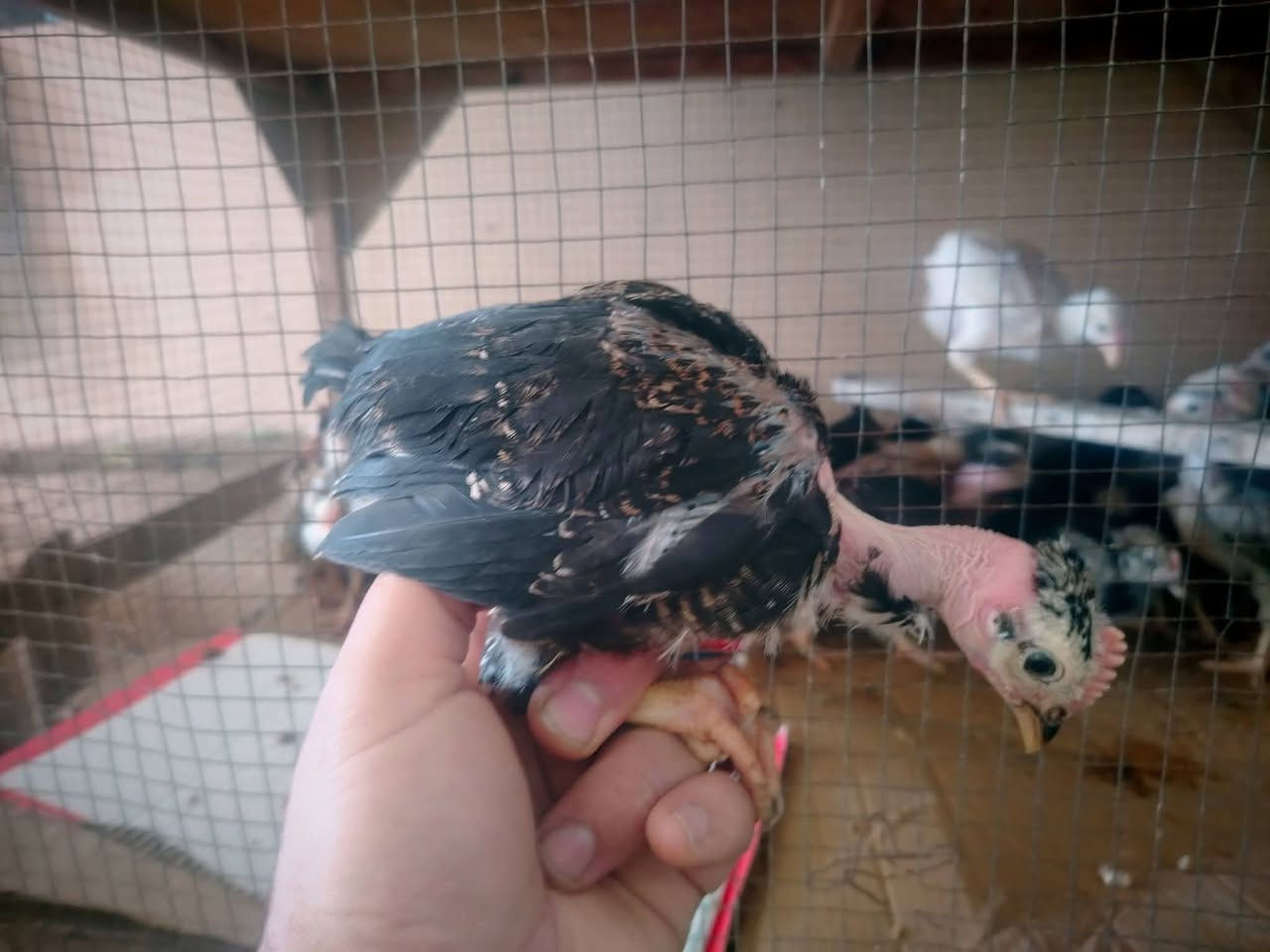 متاح للبيع وصاويص عرب اصلي وابو ركيبة وبيها هراتي العدد 190 تك  العمر من 25 يوم الى 40 يوم ابيع شلع او نظام مجموعات كل 50 تك سعرها 115 الف وبيها مجال بسيط   الشراي يدخل خاص او يتصل على الرقم ***********

مكاني حديثة يوجد توصيل حسب الاتفاق
