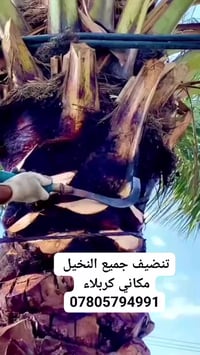 تنظيف نخيل • مكاني • كربلاء