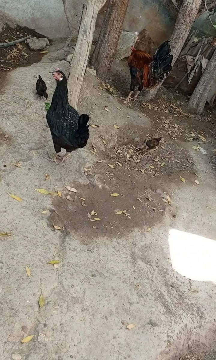 ديج ودجاجة مع ٢ افراخ للبيع


**إذا كنت صاحب هذا الإعلان وتريد حذفه لأي سبب، رجاءا أرسل رسالة إلى الدعم الفني**