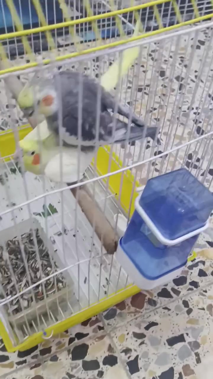 سلام عليكم 
متاح كوكتيل طيره وفحل للبيع 
***********

