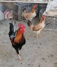 فحل دجاج كويتي • خط أول • مايكطع بيض