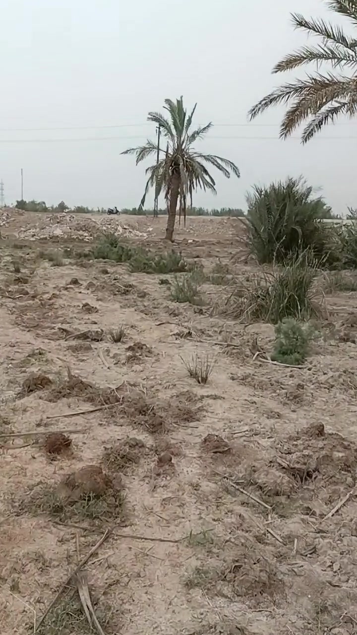 السلام عليكم كاع البيع بزديناويه تصير عله شط الحلو الوجهيه 30والنزال 40
‏‪***********‬‏ وتساب

