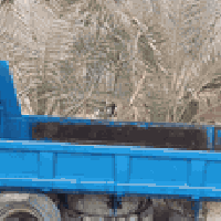 كنتر فحل • شاصي مكفول • بابل القاسم