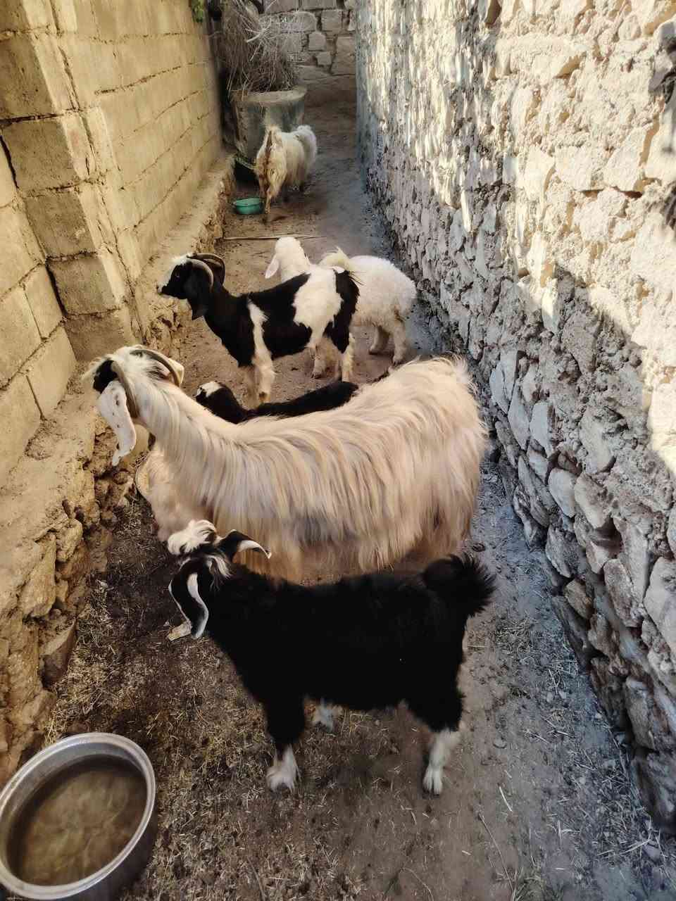 السلام عليكم: عنوز عدد3وحده منهن عشره +وحده وراها جدي :معالفات نصاح 100%100 مكاني هيت حي البكر والشراي يتواصل وياي على هاذا الرقم ***********
