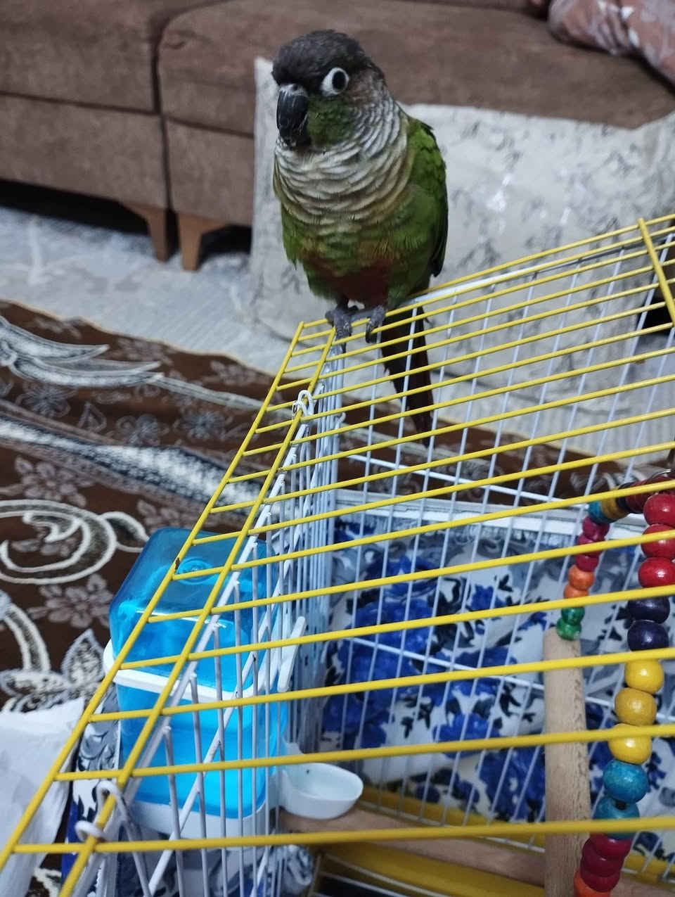 كنيور فول اليف يركص بشرط فول اليف مكان بغداد جادريه قرب نادي فروسي ***********سعر 120 بغداد, العراق
