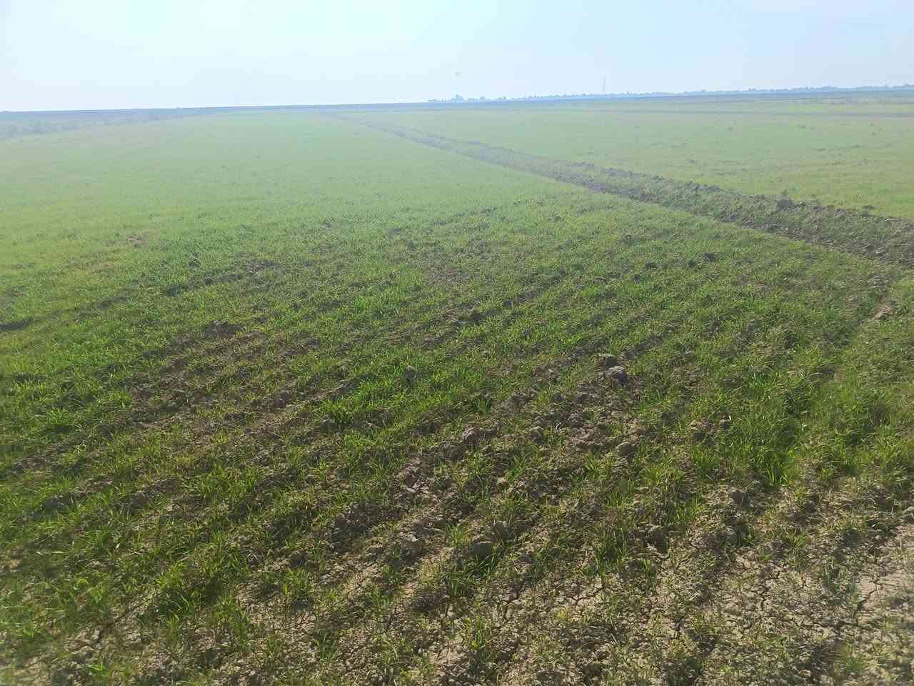 السلا م عليكم ورحمة الله وبركاته
ارض زراعية للبيع ٢١ دونم  كلها صالحة للزراعة معدلة ليزر و مزروعة حنطة حاليا تنباع وي الزرع او بعد الحصاد حسب الرغبة المكان واسط الاحرار للاستفسار الاتصال على الرقم...
***********
***********
