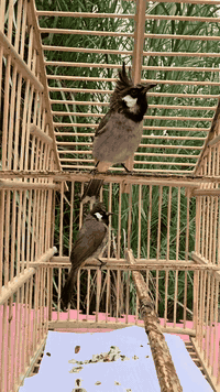 متاح بلابل هملايا زوج طيرة وفحل مال محميه طوارة جاهزات للتبزير مكاني بغداد رقمي ***********
