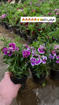 بلاش • ديكور منزلي • جنينة